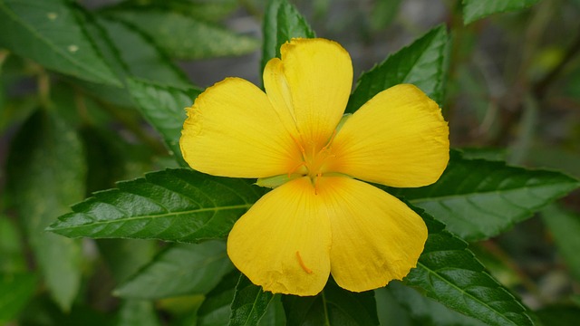 Image psalterhouse.co.uk 1845 1746679554026